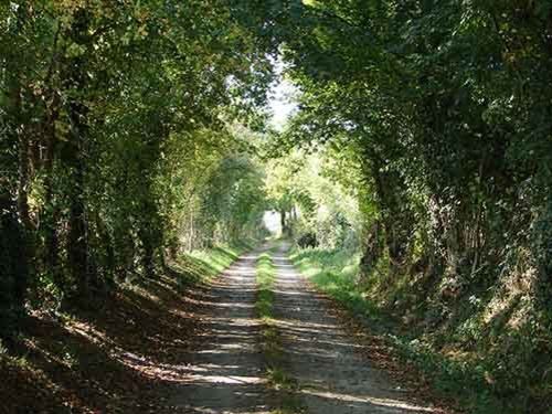 Chemin de randonnée entouré d'arbres