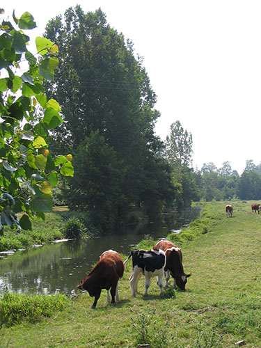 Champ à Vienne-en-Bessin