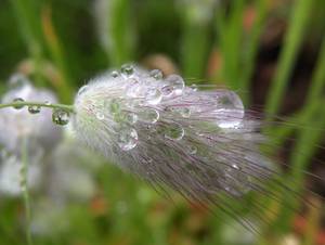 Fleur sur laquelle se trouvent des gouttes d'eau