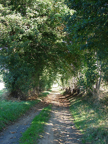 Chemin de campagne à Vaux-sur-Seulles