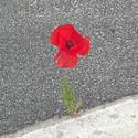 Coquelicot rouge sur le trottoir